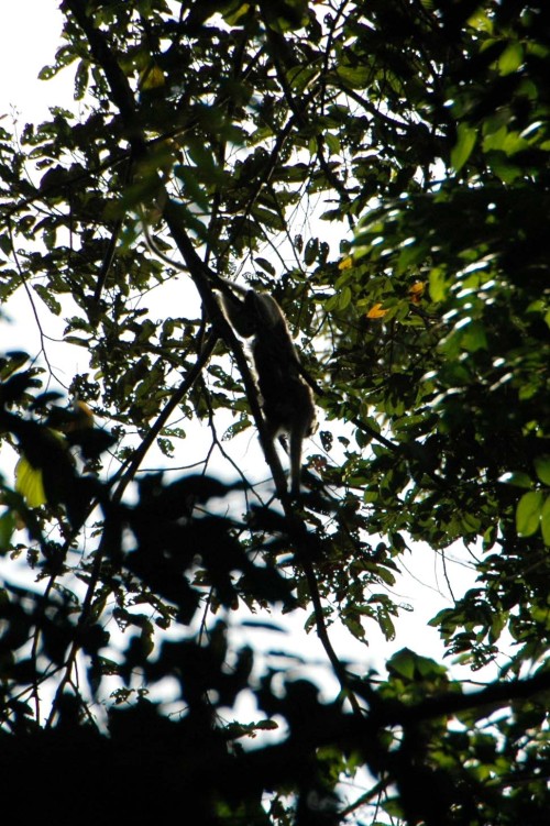 Long-tailed macaque just before the bomb dive